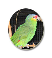 perroquet amazone  front rouge